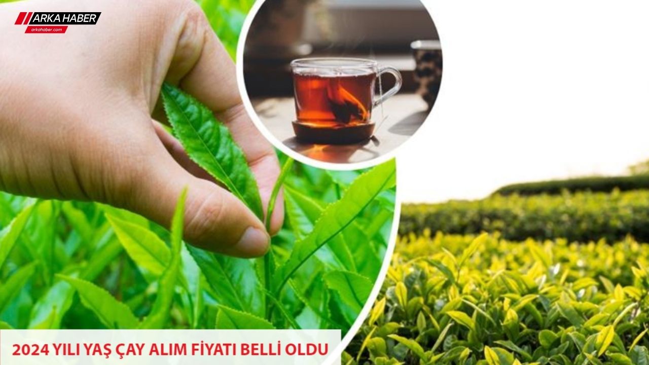 2024 Yaş Çay Alımında Üreticiye Kilo Başına 19 TL!